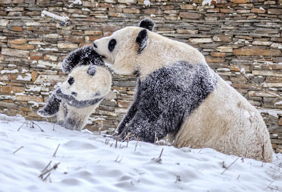 大熊猫在雪地里嬉戏。 - 副本