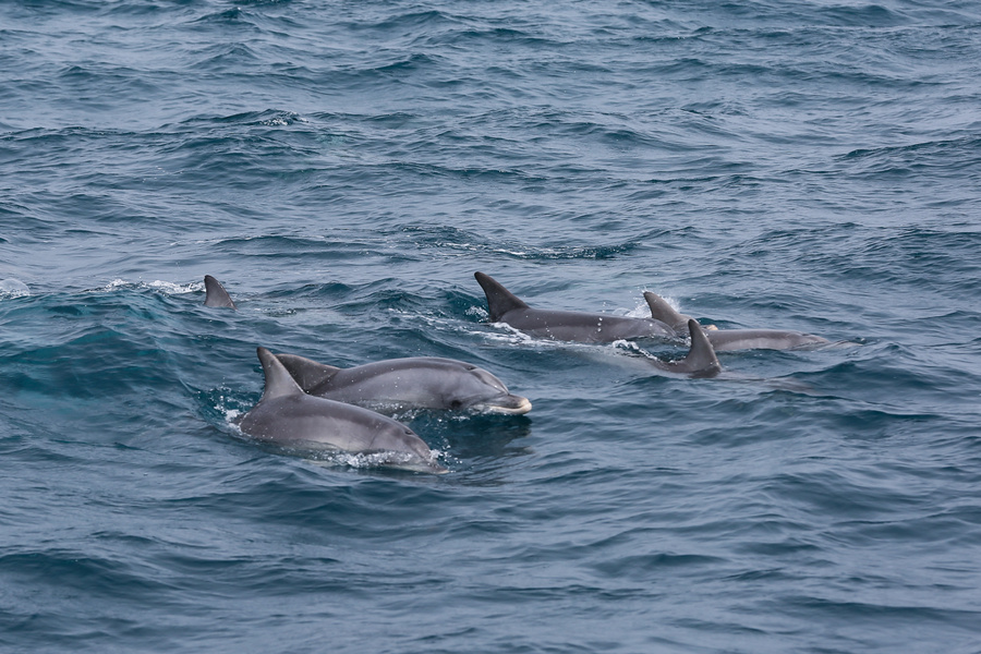 635322-Dolphins, Glenelg, SA